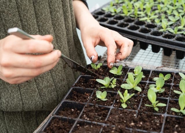 Planting Crops